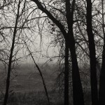 fog, trees, black and white