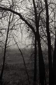 fog, trees, black and white