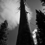 Twisted grain of a long-dead Ponderosa pine still stands.