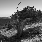 Bristle Cone Pine, black and white, Chief Mountain