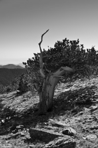 Bristle Cone Pine, black and white, Chief Mountain