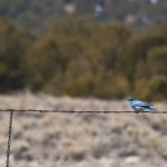 Mountain Bluebird