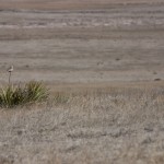 Pawnee Buttes, colorado, plains, Pawnee National Grassland, western meadow lark