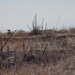 Pawnee Buttes, colorado, plains, Pawnee National Grassland, western meadow lark