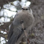 Grey Jay, Gray Jay, Camp Robber