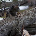 Grey Squirrel