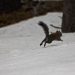 Grey Squirrel