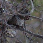 Grey Squirrel