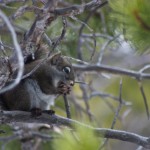 Grey Squirrel