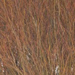 Alternating reds and yellows of a willow in winter.