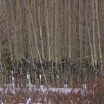 Aspen trees, willows, snow