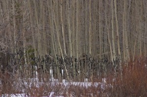 Aspen trees, willows, snow