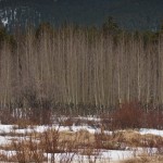 Aspen trees, willows, snow