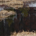 The smoothness of the water in this run-off pond made for some great reflections!