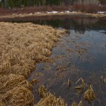 Wide angle of the waking pond.