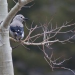 Clarks Nutcracker