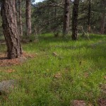 Trees, grass, HDR