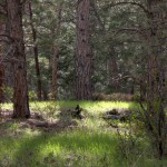 Trees, grass, HDR