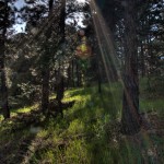 HDR, pines, trees