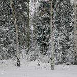 I loved waking up to this outside the front door of the tent.