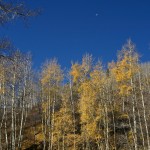 Azure blue skies and golden aspens, one of Colorado's trademarks!