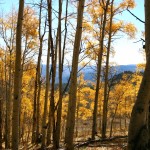 I was amazed that these aspens still held their leaves into late October.