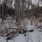 Elk track in the snow. Williams Fork Mountains.