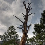 Dead tree, HDR, colorado sky
