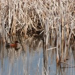 Cinnamon Teal