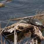 I will admit, I have no idea what species turtle this is, looks like I need to visit the bookstore.