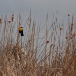 Yellow headed blackbird