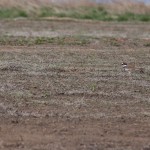 A Kildeer hiding in plain sight, can you see it?
