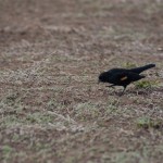 red wing blackbird