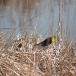 yellow headed blackbird