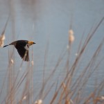 yellow headed blackbird