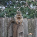 Mama squirrel having a snack in my Mom's backyard.