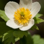 Wildflower, White Globeflower