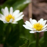 Wildflower, Marsh Marigold, Elk's Lip