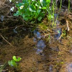 Wildflower, Marsh Marigold, Elk's Lip