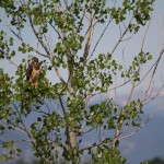 Swainson's Hawk