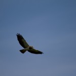 Swainson's Hawk