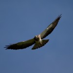 Swainson's Hawk