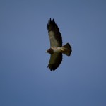 Swainson's Hawk