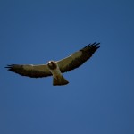 Swainson's Hawk