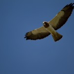 Swainson's Hawk