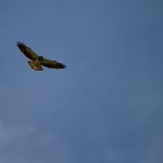 Swainson's Hawk