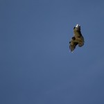 Swainson's Hawk