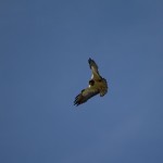 Swainson's Hawk