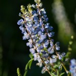 Wildflower, Lupine