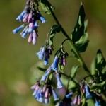 Wildflower, Mountain Bluebell